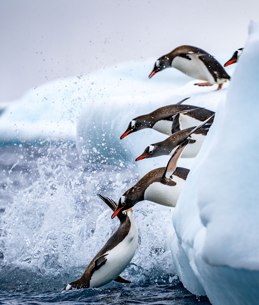 Penguins jumping off glacier into the water in Antarctica